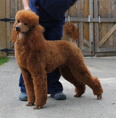 standard poodle cost
