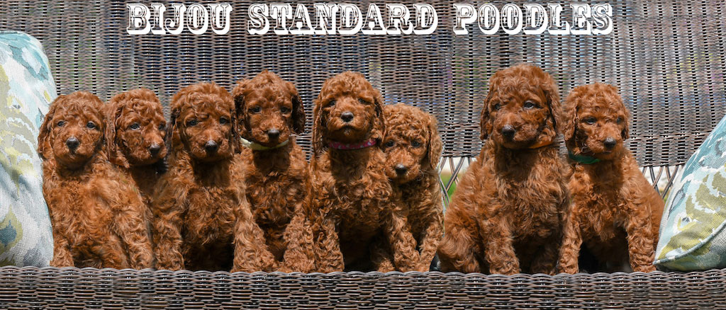 red poodles near me