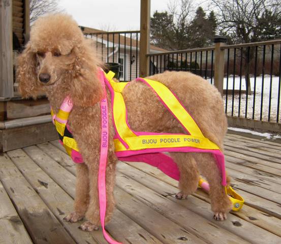 best harness for poodles