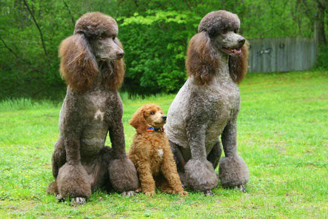 Ghillie at 8 weeks of age and at 5 months of age with his sisters ...