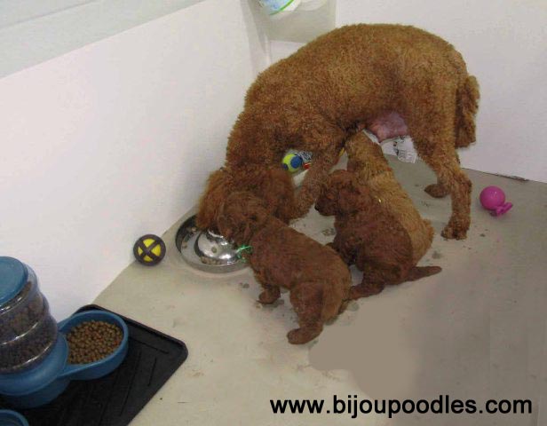 how often does a toy poodle eat